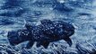 2010 - Sand drawing with blue sand, Fish