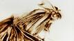 2012 : : Visage de d'animal, Poulet : : Recherche pour un film : : (…)