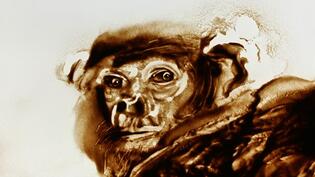 2012 :: Animal face, Ape :: Research for a movie :: Sand drawing