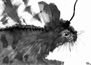 2012 : : Lapin Médicament : : encre, A4