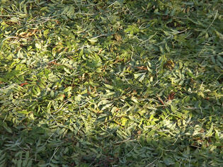 Un tapis de feuilles