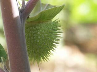Fruit de la Datura