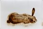 2010 - Dessin sur sable, Torture animale